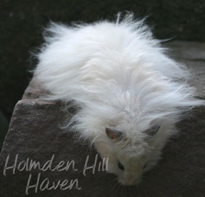 Powderpuff- Extreme Dilute Black Eyed Cream Black Longhaired